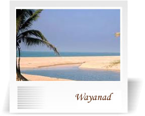 deccan-travels-corporation-wayanad-coorg-mangalore-india-nashik